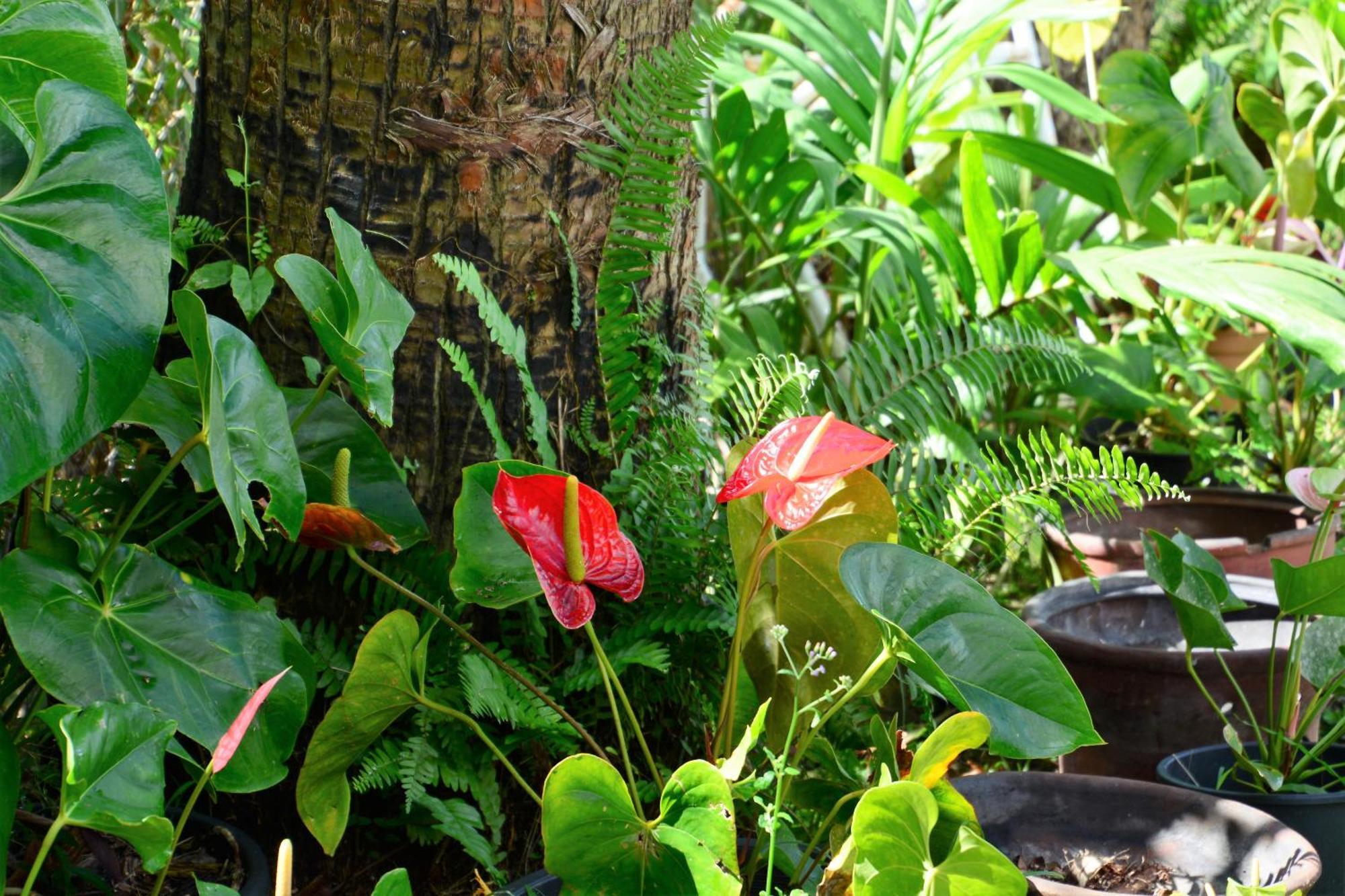 Villa Campeche Les Trois-Ilets Exteriör bild